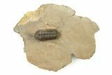 Phacopid (Acastoides) Trilobite - Foum Zguid, Morocco #251194-2